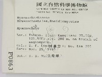 刺革菌屬藏品圖，第2張