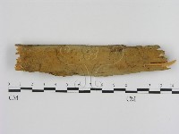 刺革菌屬藏品圖，第1張