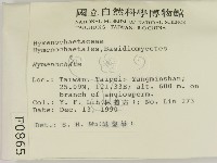 刺革菌屬藏品圖，第2張