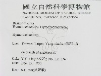 刺革菌屬藏品圖，第2張