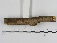 刺革菌屬藏品圖，第3張