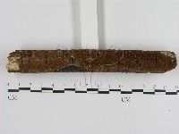 刺革菌屬藏品圖，第1張