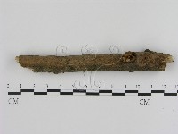 刺革菌屬藏品圖，第1張