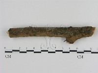 刺革菌屬藏品圖，第3張