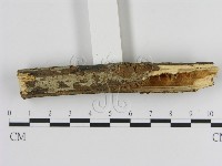刺革菌屬藏品圖，第3張