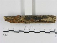刺革菌屬藏品圖，第4張