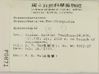 刺革菌屬藏品圖，第2張