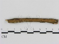 刺革菌屬藏品圖，第1張