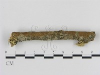 刺革菌屬藏品圖，第1張