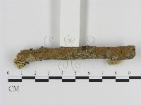 刺革菌屬藏品圖，第3張