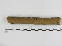 刺革菌屬藏品圖，第1張