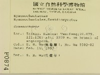 刺革菌屬藏品圖，第2張