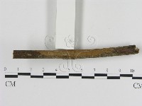 刺革菌屬藏品圖，第1張