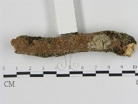 刺革菌屬藏品圖，第1張