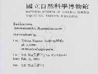 刺革菌屬藏品圖，第2張