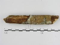 刺革菌屬藏品圖，第1張