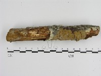 刺革菌屬藏品圖，第3張