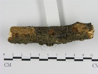 刺革菌屬藏品圖，第3張