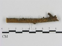 刺革菌屬藏品圖，第1張