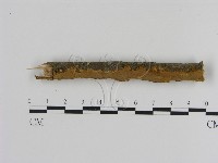 刺革菌屬藏品圖，第1張