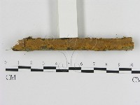 刺革菌屬藏品圖，第3張