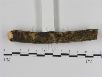 刺革菌屬藏品圖，第1張