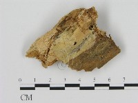 登錄號:F0000889藏品圖，第1張