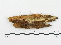 登錄號:F0000892藏品圖，第1張