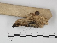 登錄號:F0000893藏品圖，第3張
