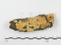 登錄號:F0000902藏品圖，第1張
