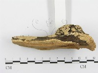 登錄號:F0000905藏品圖，第5張