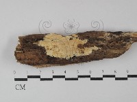 登錄號:F0000906藏品圖，第1張