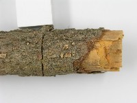 登錄號:F0000928藏品圖，第5張