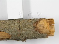 登錄號:F0000928藏品圖，第6張