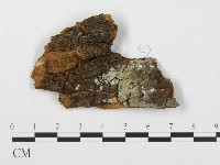 針齒銳岩菌藏品圖，第1張