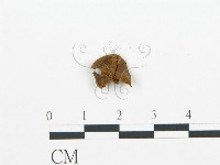 登錄號:F0000935藏品圖，第3張