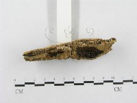 登錄號:F0000955藏品圖，第4張