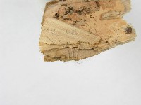 登錄號:F0000958藏品圖，第4張