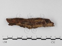登錄號:F0000959藏品圖，第1張