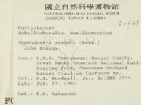 冇骨消絲齒菌藏品圖，第2張