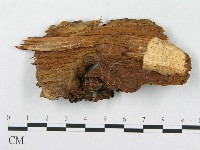 針齒銳岩菌藏品圖，第3張