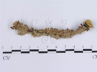 登錄號:F0000973藏品圖，第1張