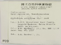 剛毛絲皮菌藏品圖，第2張