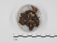 登錄號:F0000987藏品圖，第1張