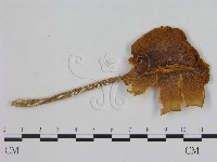 登錄號:F0000988藏品圖，第1張