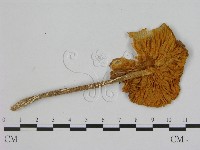 登錄號:F0000988藏品圖，第3張