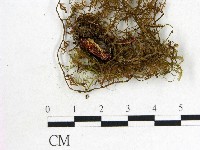 登錄號:F0000989藏品圖，第1張