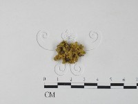 登錄號:F0000990藏品圖，第1張