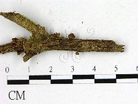 登錄號:F0000994藏品圖，第3張