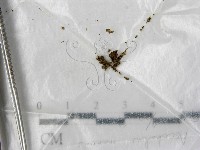 登錄號:F0000995藏品圖，第1張